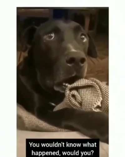 "What have I done"