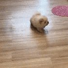Fluffy little potato checking to see if the cooking's done