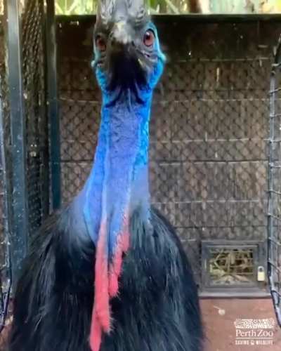 ? A Cassowary having a snack ?