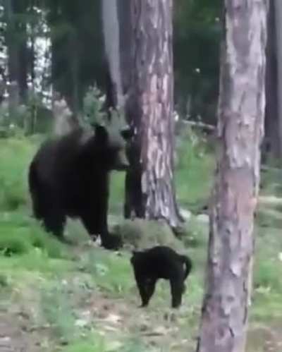 ? Fearless cat standoff with a bear