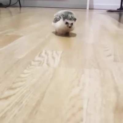 Lil paws. Adorable run ?