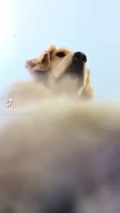Dog videos are the best part about TikTok