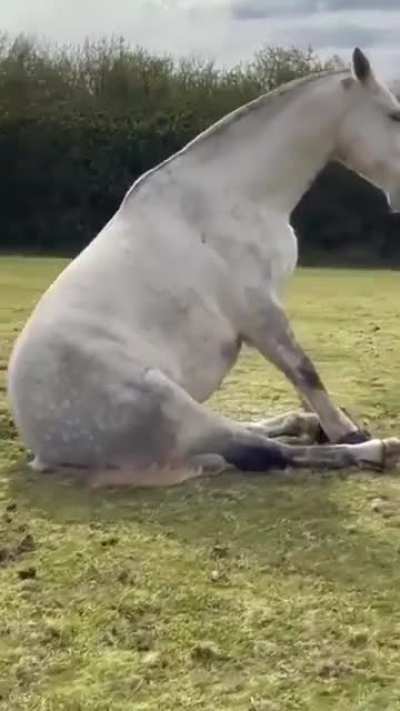 This horse sitting down like a dog