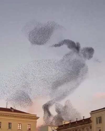 ? A spectacular looking murmuration filmed in Italy
