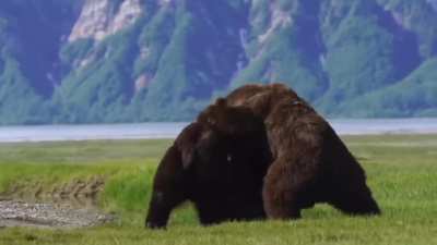 ? A full on bear fight which demonstrates how powerful they are