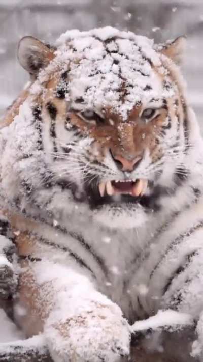 Tiger in the snow