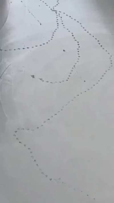 I can fly, but today I choose to walk