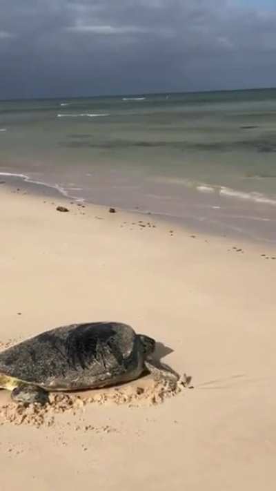 Saving a flipped over turtle