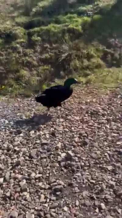 Duck chases dad... mom's dying.