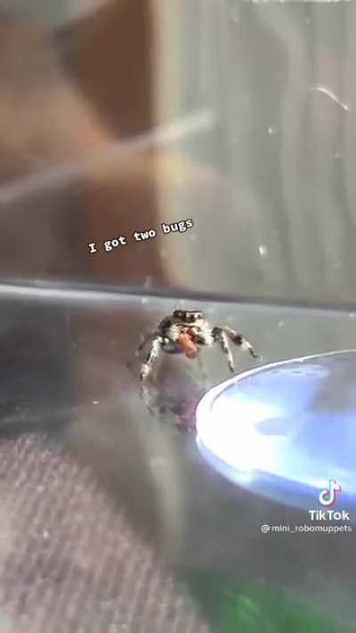 I'm gonna eat... All the bugs...