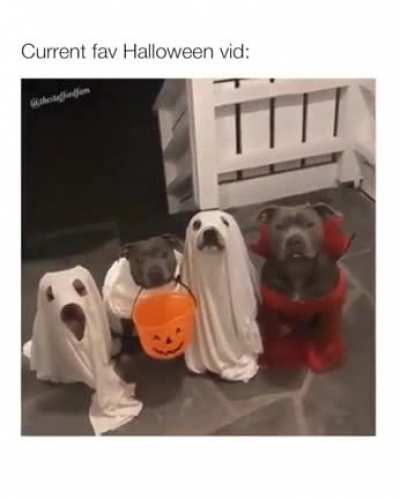 HAPPY HALLOWEENIE?