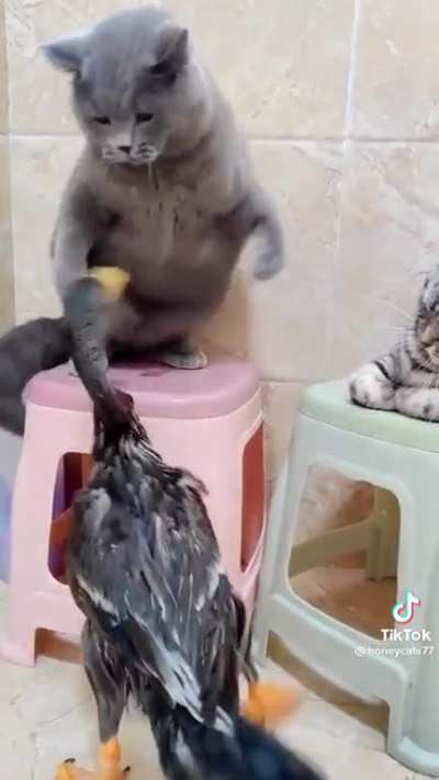 Get the duck outta here..