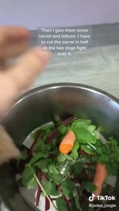 Vegan feeding her dogs