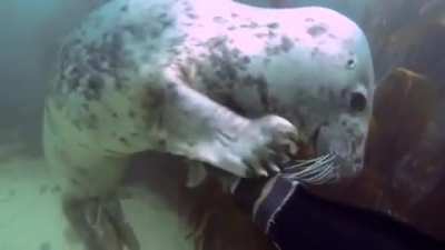 ? Seals really are just aquatic dogs