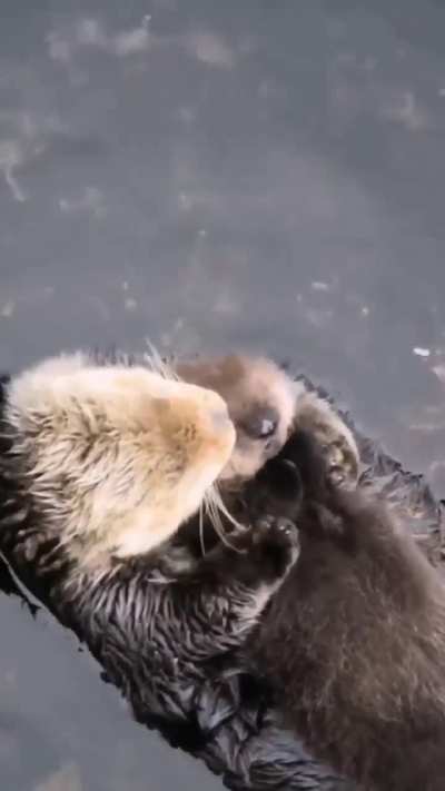 ?The sea otter (Enhydra lutris) with her pup