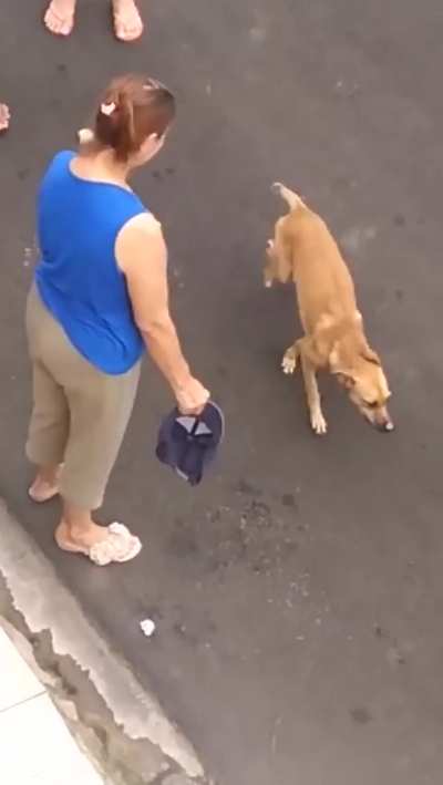 Nothing will stop this dog from saving his friend