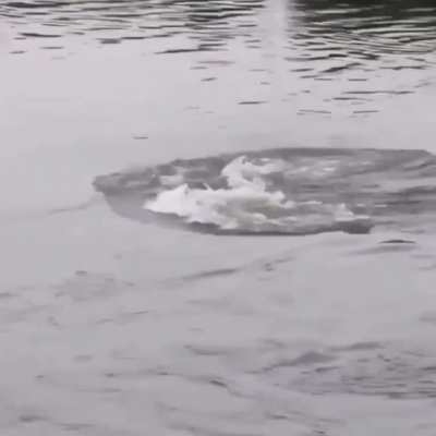 ? a young lion narrowly escapes becoming a crocodiles next meal ?