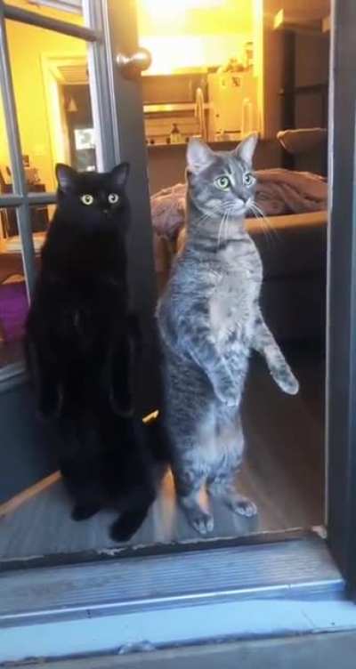 Hoomans are crazy.