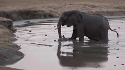 ? Mother elephant makes quick work of hippos approaching her newborn baby in the watering hole ?