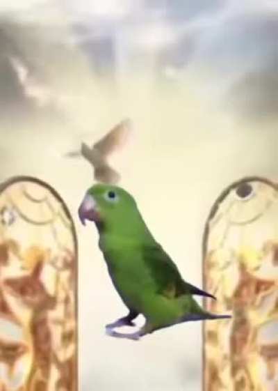 RIP Bird