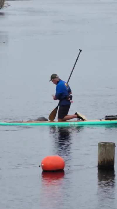 ? A playful manatee swinging a paddle boarder around in circles before accidentally spooking the entire herd