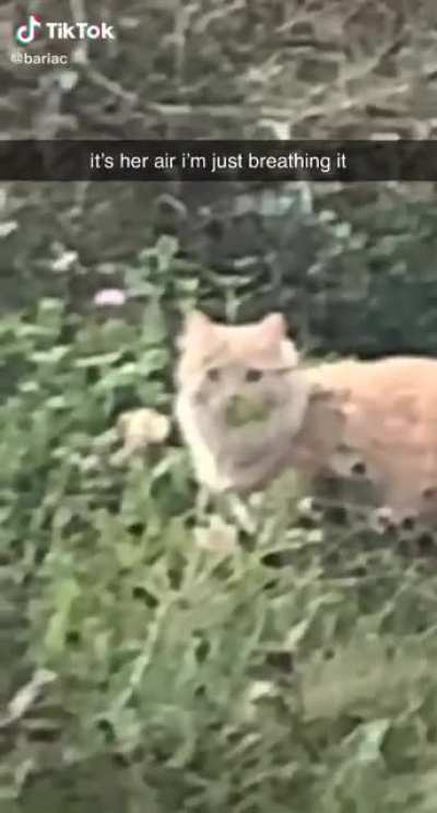 I think about this cat alot