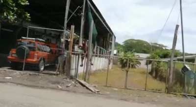 Fruit thief Vs Electric fence
