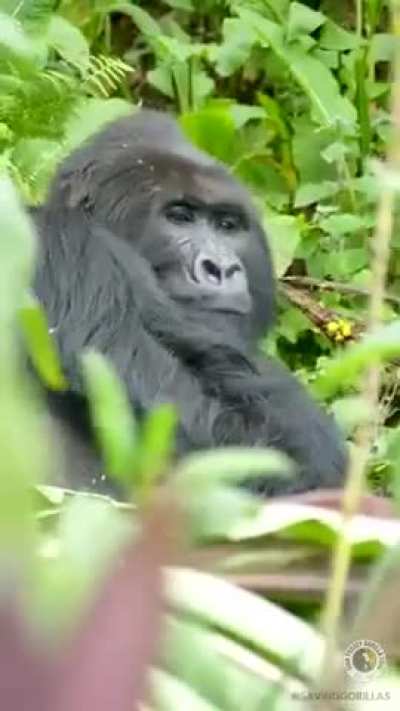 ?Silverback Gorilla savoring his food