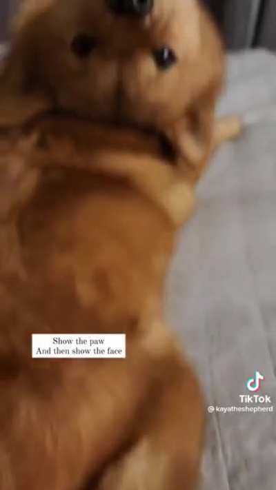 Show paw and then face