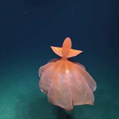 Down at 1,600 meters, this glorious Octopus billows its arms dancing like a ballerina around Baker Island in the Pacific Remote Islands Marine National Monument. ?