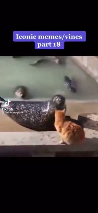 Cats just don't give a fawk