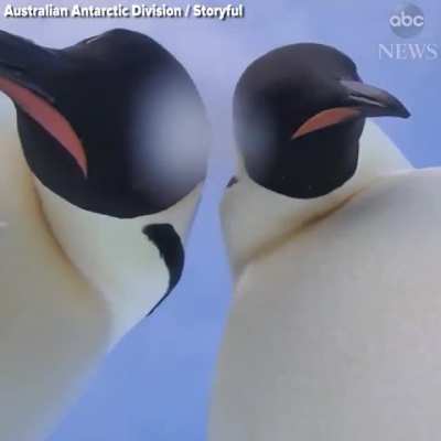 ? A curious emperor penguin knocks over a researcher’s camera and poses for a selfie with a buddy.