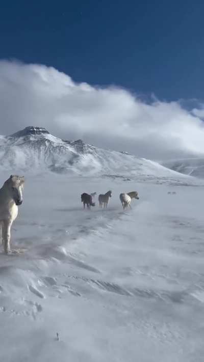 ? Icelandic Horses In A Snowstorm ?