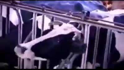 Dude cows are actually really smart