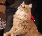 Merry Christmas !!