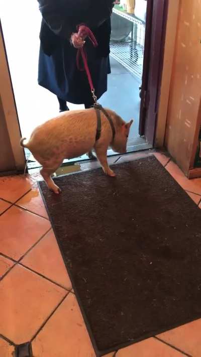 Piss pig