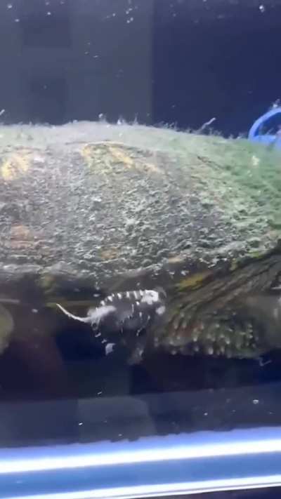 Turtle zoomies