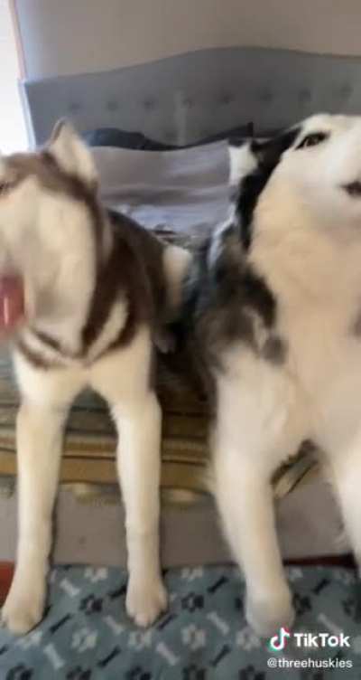 Three screaming banshees wake up the entire neighborhood before going to the park