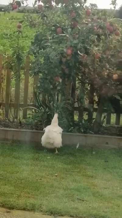 Bertha trying to pick an apple