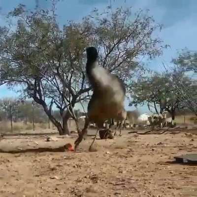 ? Take the time to watch when an emu and an ostrich meet a weasel ball ?