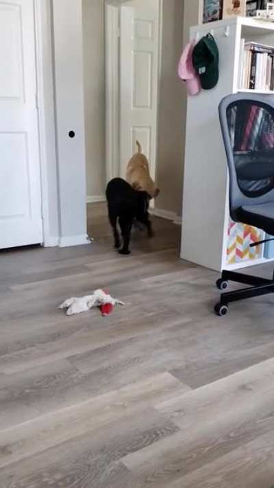 Charlotte is learning to retrieve medication as a service dog tasks, but still struggles on the "searching" part. Roger has been gently guiding her through the learning process.
