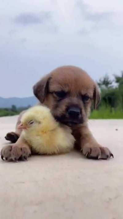 So hard babysitting the duckling ?