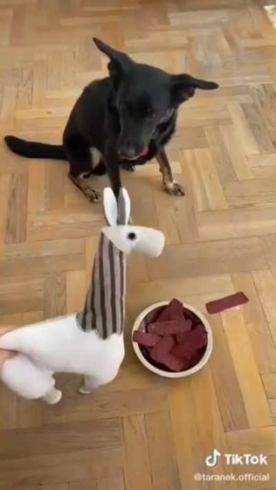 Dog thinks food is deadly to eat ?