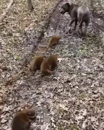 Trash pandas and a pitbull :)