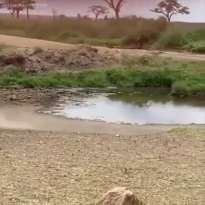 ? Gazelle Jukes Lion Into Another Dimension ?