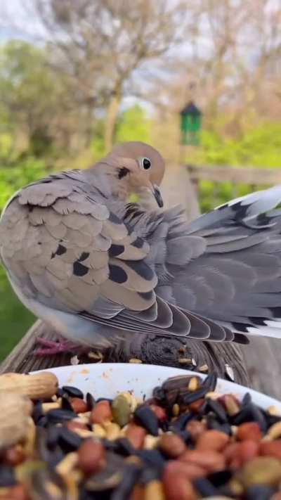 Morning treats for the birbs