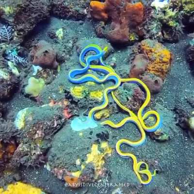 ? Pair of ribbon eels ?