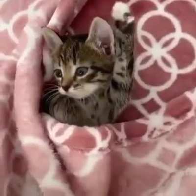 Wakey wakey ?