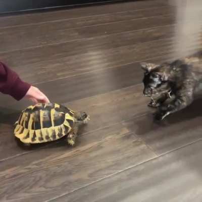 Kitty is NOT a fan of the tortoise?