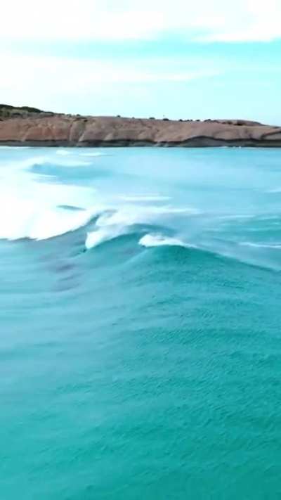 ? Pod of dolphins catching the wave perfectly